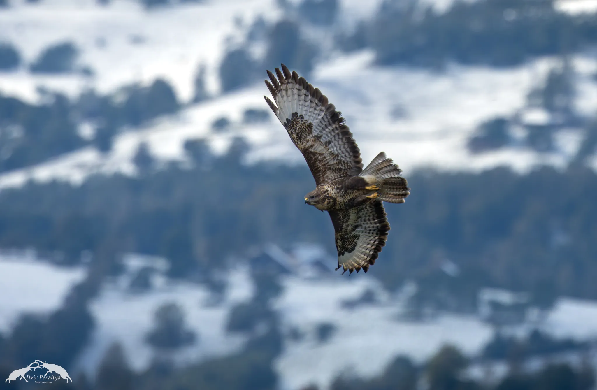 A Nubian Ibex standing on a cliff